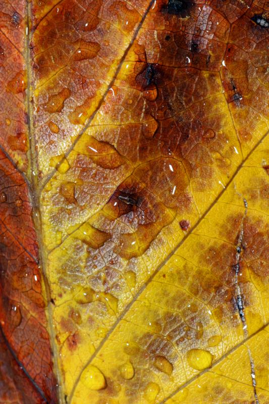 Leaf 2