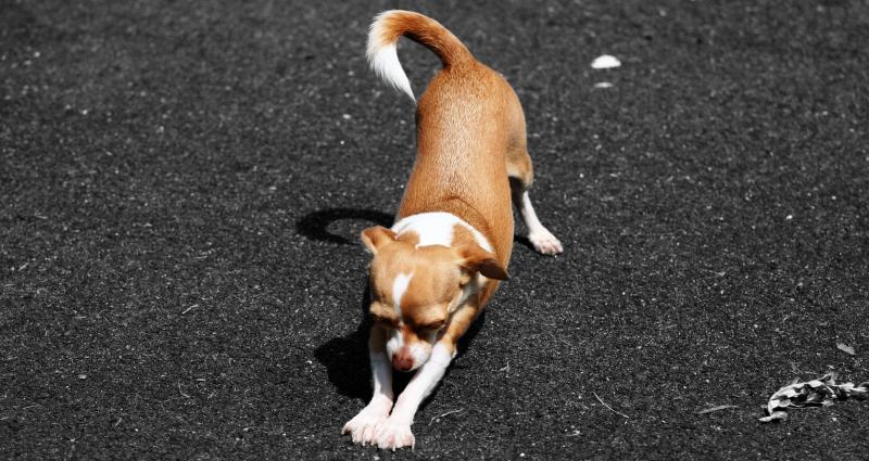 peanut stretching
