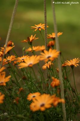awesome flowes 2.jpg