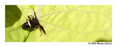 dead bee