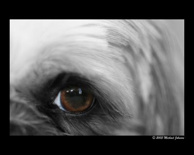 maverick eye