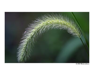 v3/15/552515/3/47817880.grassthing.jpg