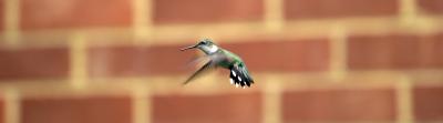 hummingbird1.jpg