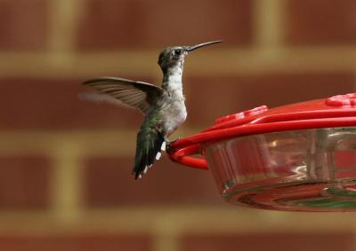 hbird4.jpg