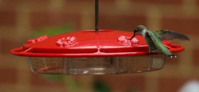 hbird6.jpg