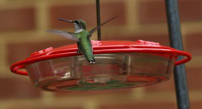 hbird7.jpg