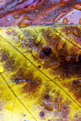 Leaf 1