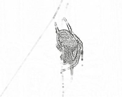 outline spider 3