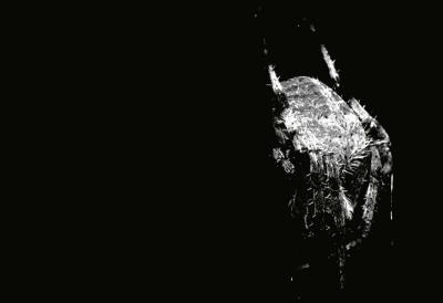 bw spider 4