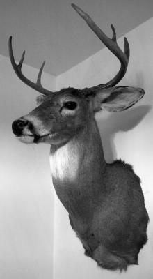 deer head 1.jpg