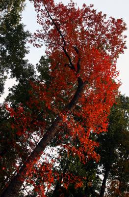 fall.jpg