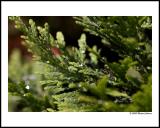 rain drops