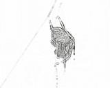 outline spider 3