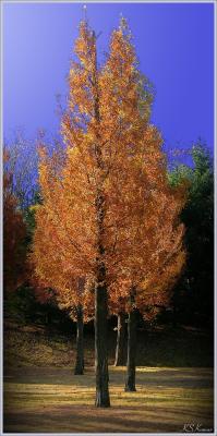 Tree.jpg