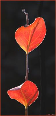 Two_Leaves.jpg