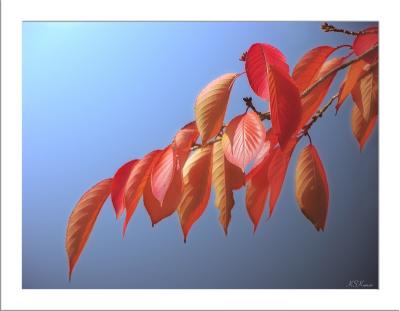 Red_Leaves.jpg