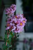 dsc_3023.jpg