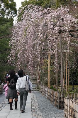 Cherry Blossoms - Philosophers Walk/ Kyoto