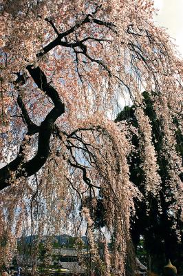 Cherry Blossoms