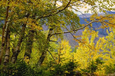 Fall in Montana - 2004