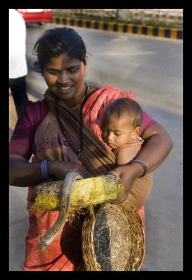 family pet cobra.jpg