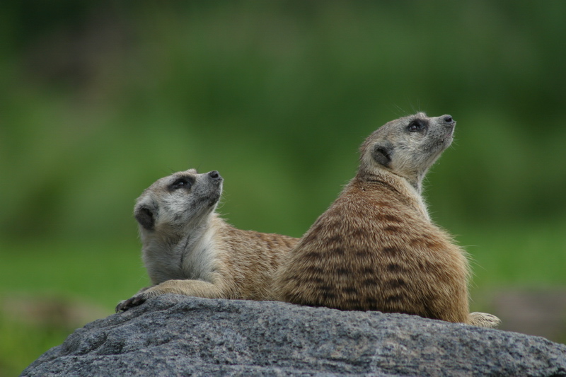 Meerkats