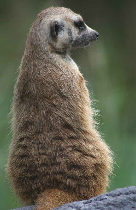 Meerkat