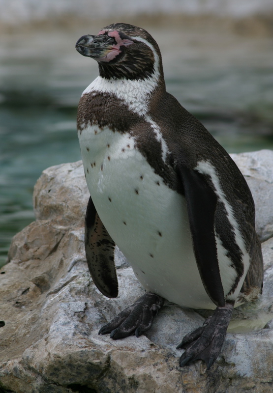 Penguin