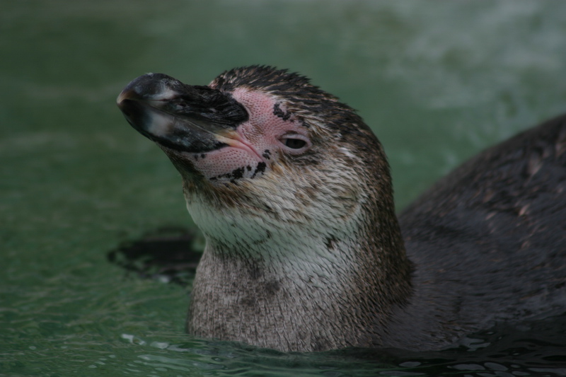 Penguin_3