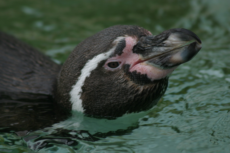 Penguin_5