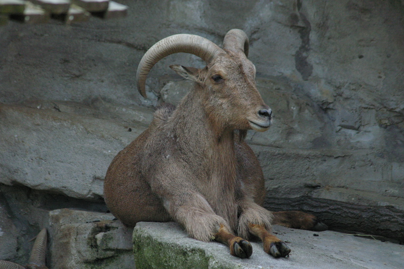 Mountain goat