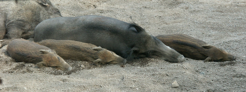 Wild boar, Stokholm Skansen