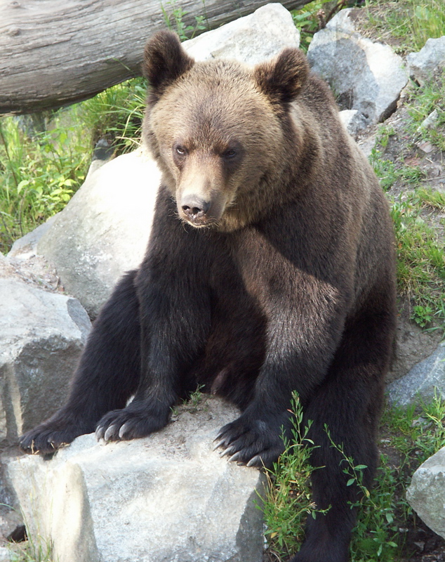 Bear, Stokholm