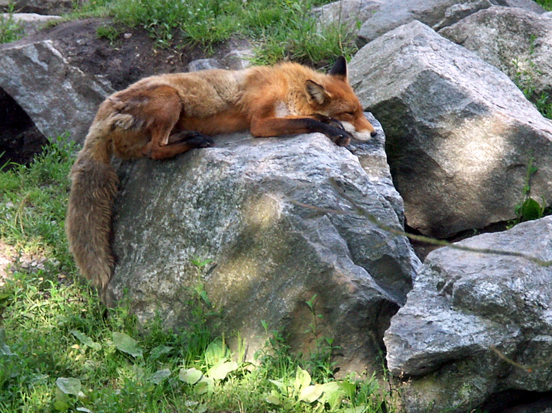 Fox, Stockholm