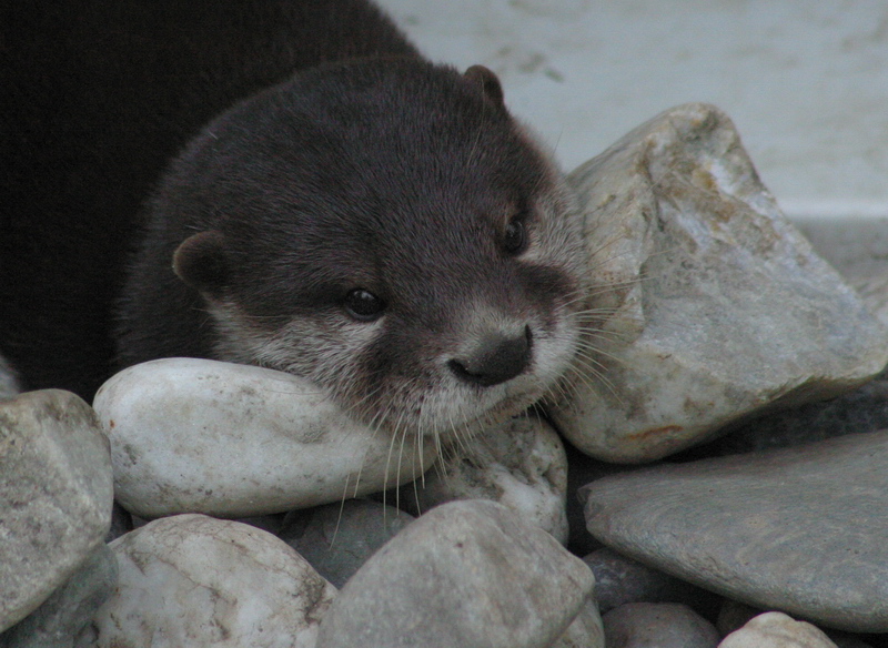 Otter