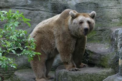 BrownBear