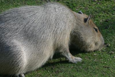 Capybara_