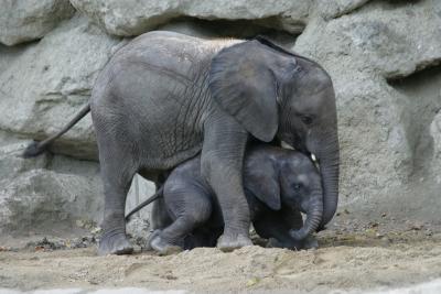 Elephant mother and son