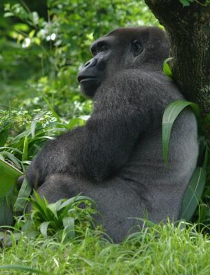 Gorilla