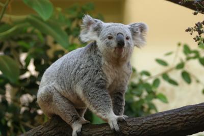 Koala