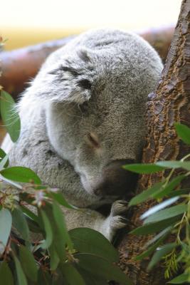 Koala_2