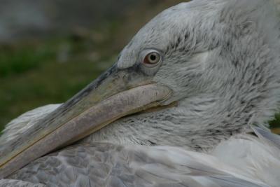 Pelican