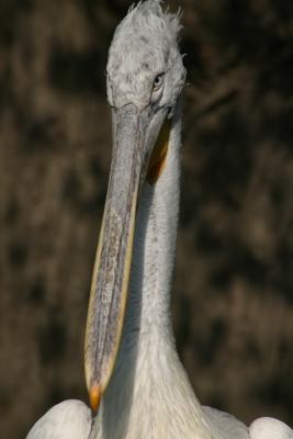 Pelican_1