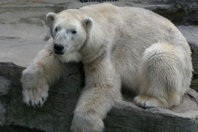 Polar Bear_3.