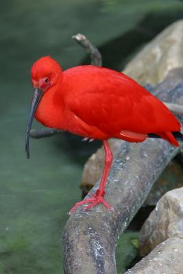 Red Bird.JPG
