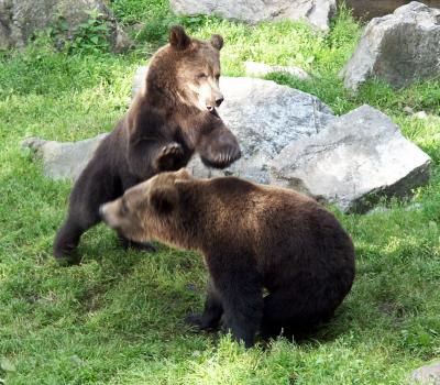 Bears wrestling, Stokholm