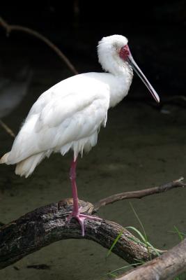 White Bird-Profile