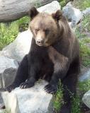 Bear, Stokholm