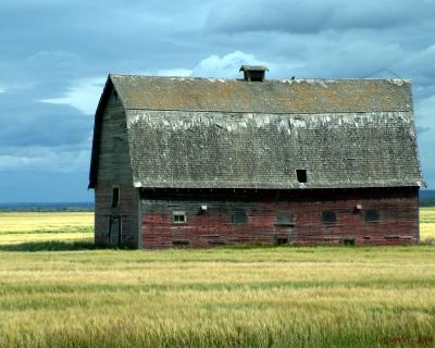 In a sea of grain