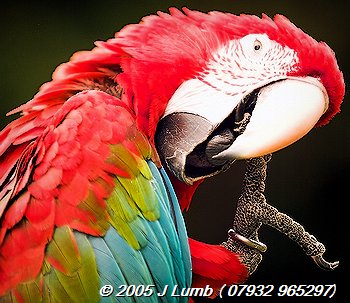 Parrot BW